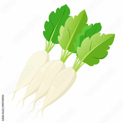 Long white radish With Vector