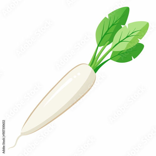 Long white radish With Vector