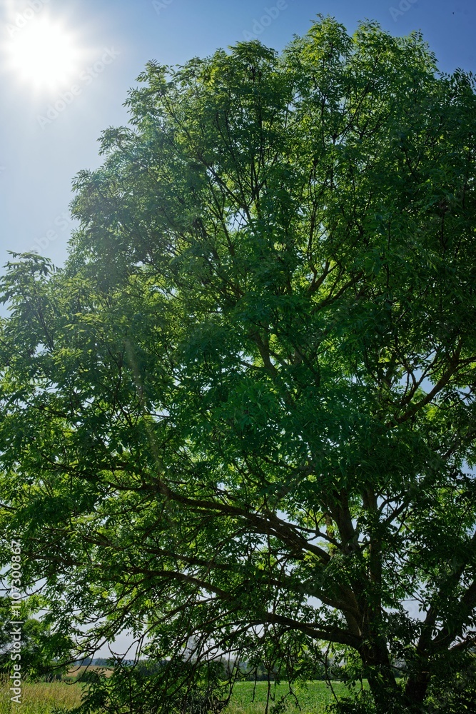 Obraz premium Lush Green Tree Under Bright Sun