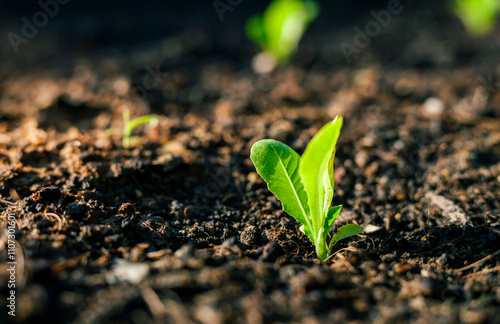 Vegetables in the plot. Mustard greens growing in the garden on an organic farm. Hydroponic vegetable farm grown in soil plots. Drip irrigation system.