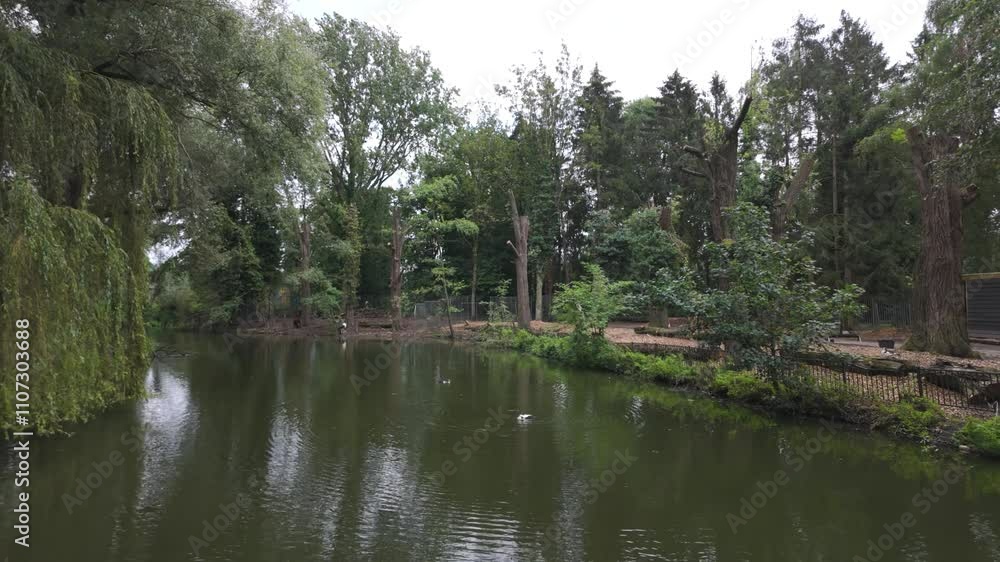Serene pond surrounded by lush trees and wildlife enclosures in Amstelpark, Amsterdam, Netherlands Serene pond surrounded by lush trees and wildlife enclosures in Amstelpark, Amsterdam, Netherlands