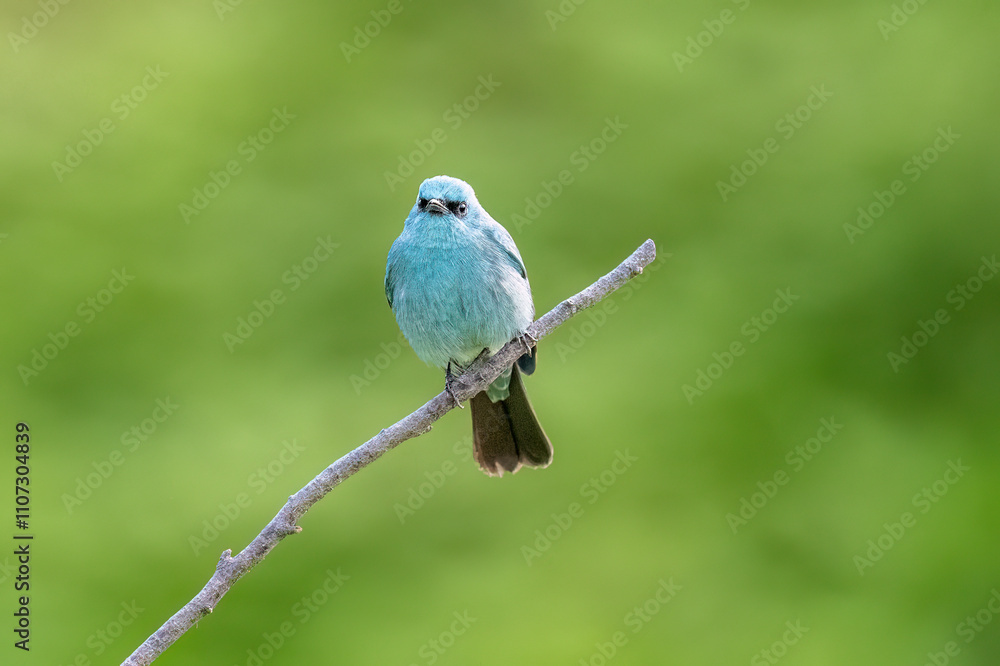 Obraz premium blue bird on a branch