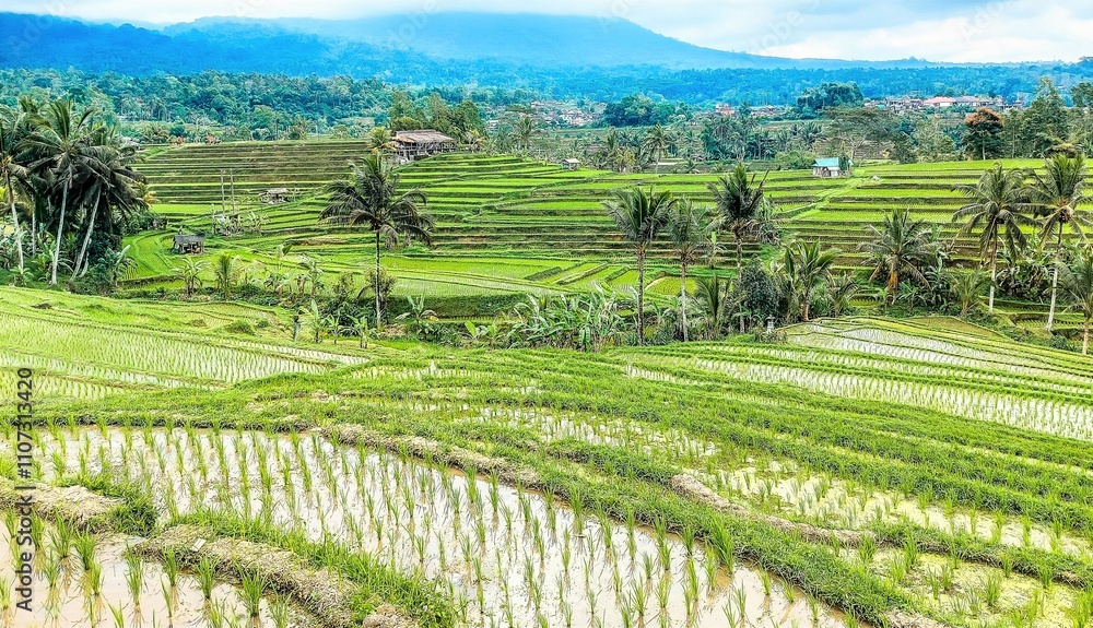 Jatiluwih Rice Terrace in Ubud. Bali. Indonesia. Jatiluwih Rice Terrace in Ubud. Bali. Indonesia.