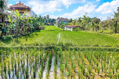 Rice Terrace in Bali. Indonesia.