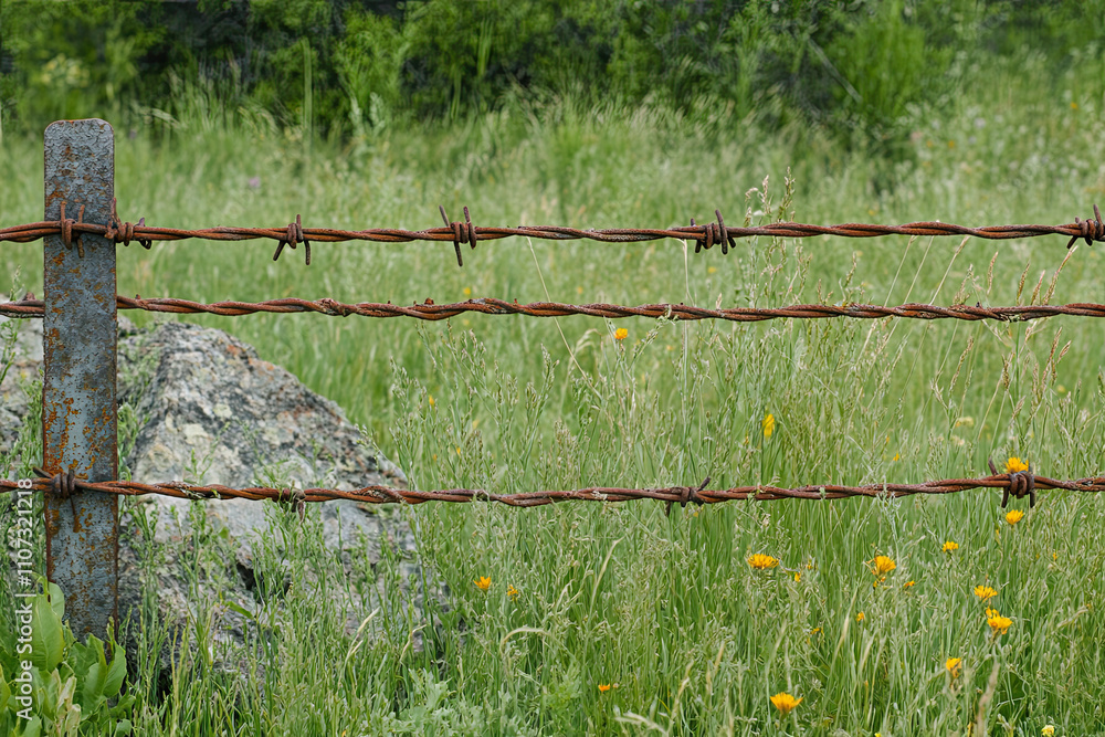 Fototapeta premium Rusty barbed wire on natural background