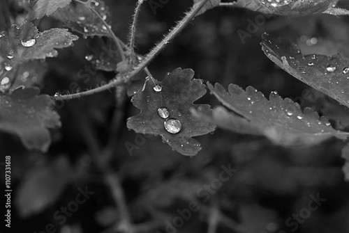 Detailed view of celandine herb leaf holding water droplets, captured in a monochrome tone photo