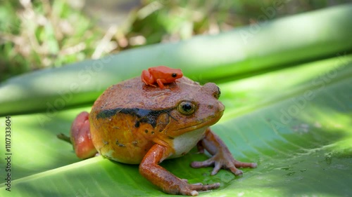 A large tomato frog (Dyscophus antongilii) carries a tiny golden mantella frog (Mantella aurantiaca), an endangered poison dart frog, on its back. Both species are endemic to Madagascar.