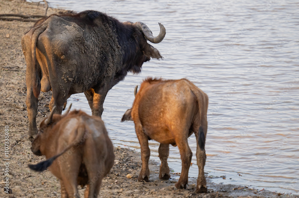 Afrikanische Tiere Kaffernbüffel oder auch Afrikanischer Büffel Steppenbüffel genannt, im Busch vom Krüger National Park - Kruger Nationalpark Südafrika