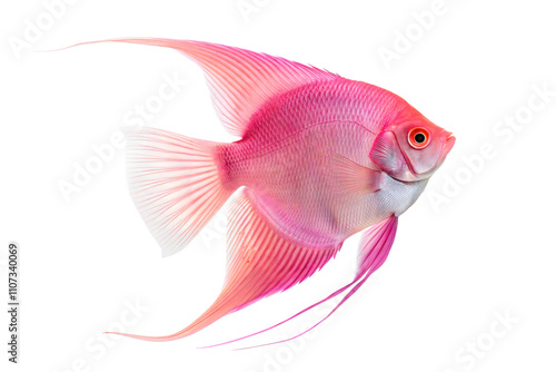 Pink Angelfish (Pterophyllum scalare) - Freshwater Fish. Isolated. Transparent background photo