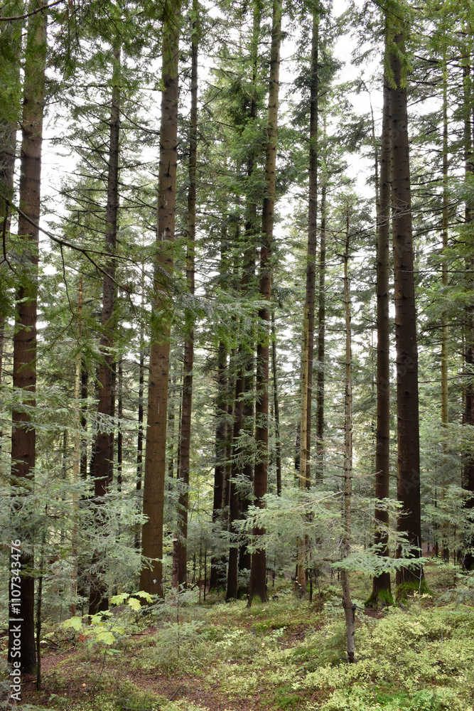 Obraz premium Ukraine, Carpathians. Deep green forest, soft light behind large pine trees, mossy earth, lush foliage, small fir trees. Wild nature, scenic woodland view.