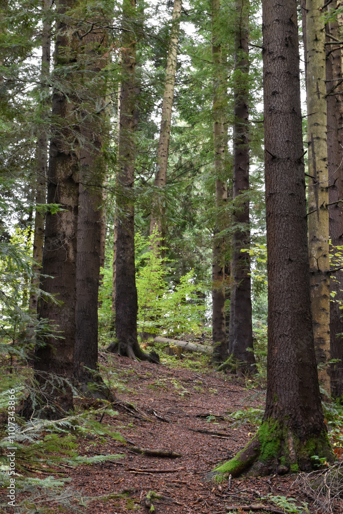 Obraz premium Ukraine, Carpathian mountains. Deep pine forest, large evergreen trees with mossy roots. Wild nature, overcast day. Moody landscape, woodland view.