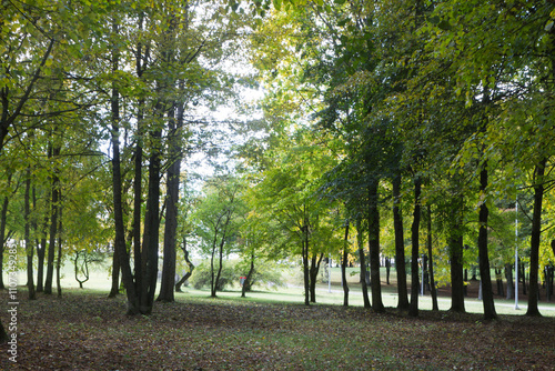 Park trees in autumn, view from the side