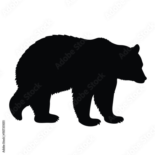 A black bear is walking on a white background. The bear is walking with its head down. The bear is walking on the right side of the image