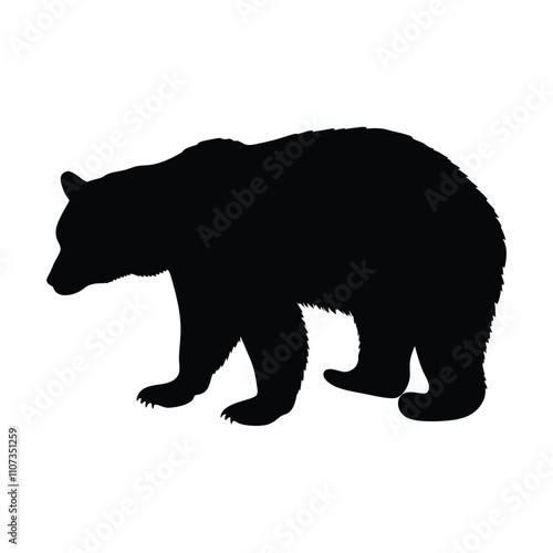 A black bear is walking on a white background. The bear is walking with its head down. The bear is walking on the right side of the image