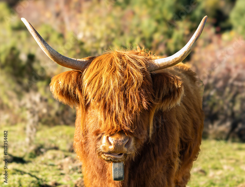 Highland cow chewing grass in a field