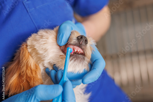 veterinarian doctor brushes the teeth of a dog with a special brush close-up, dental treatment for animals