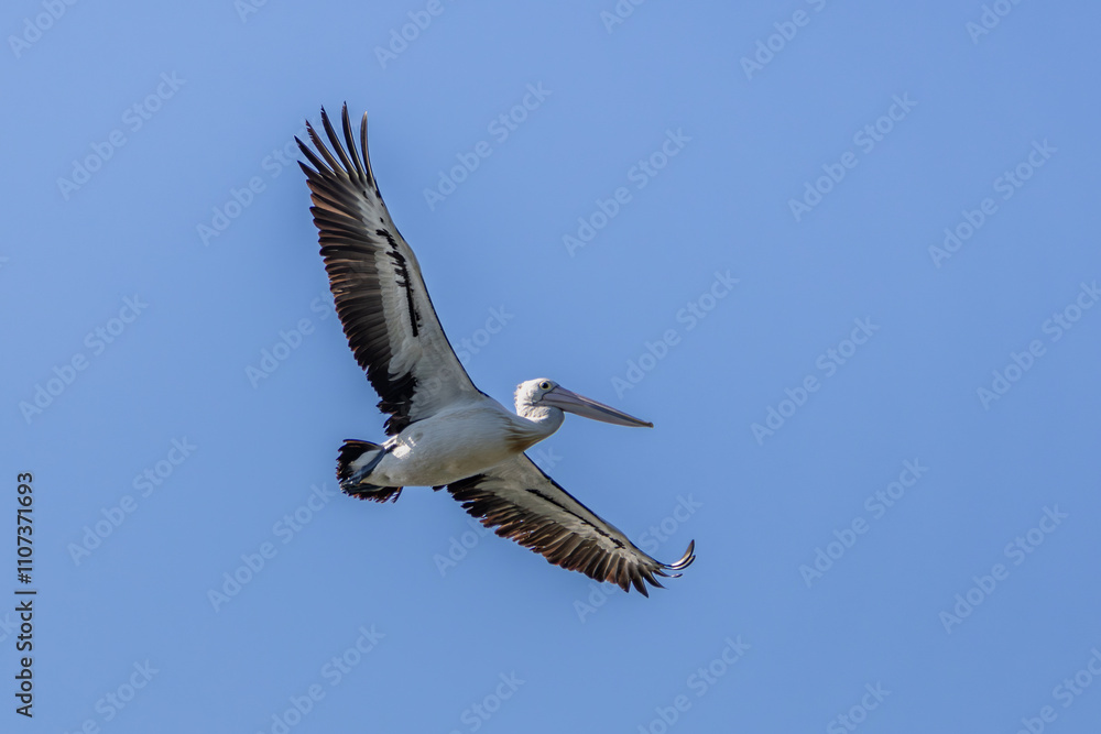 Obraz premium An Australian Pelican in flight with blue sky background