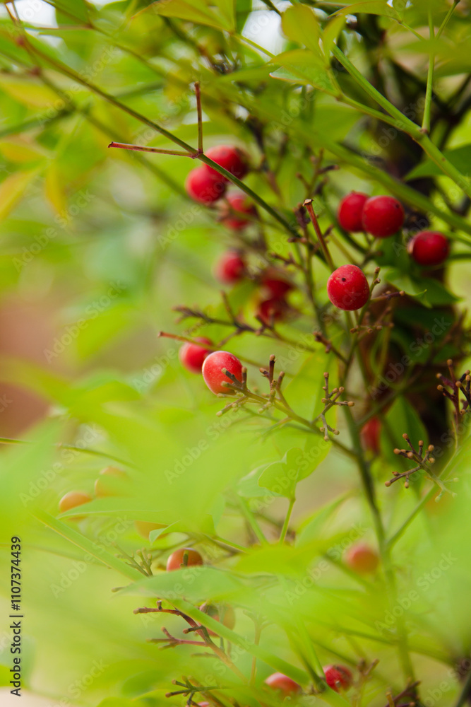 Fototapeta premium red plant 