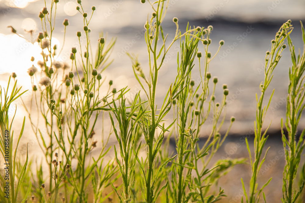 Obraz premium wildflower at sunset 