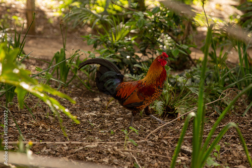 rooster in the grass