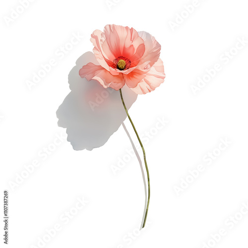Watercolor illustration of beautiful and colorful flowers, poppies, on white background.