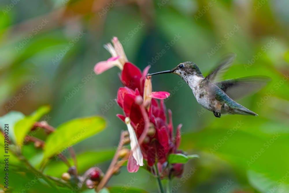 Obraz premium Hummingbird near vibrant red flowers in a lush garden.