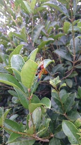 908)A pomplid wasp on a tangerine tree(Photo taken at 15:48 on june 29, 2016) photo