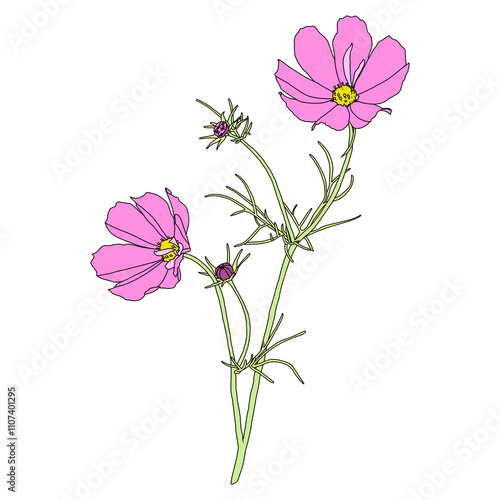 Pink cosmos flowers blooming, digital painting, isolated on a transparent background