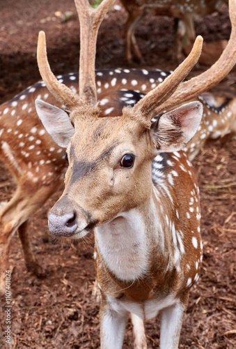 Male rusa tutul, chital, or spotted deer zoo animal with horn isolated on vertical outdoor soil ground environment background. photo