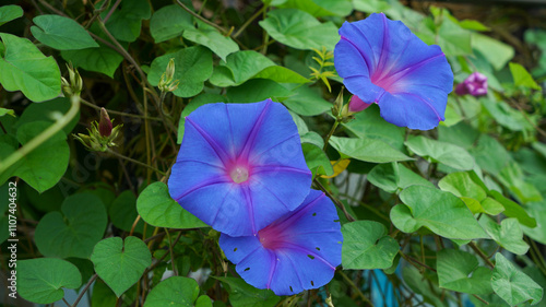 Bloomed blue morning glory flowers photo