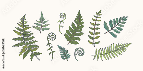 Hand drawn fern branches set