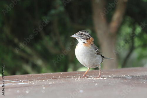 hermoso pajaro gorrion uruguayo, comiendo pan sobre una mesa de Campo y árboles. Hermoso paisaje de pasto, árboles naturaleza y animales nativos. Tranquilo lugar en las sierras. villa serrana u photo