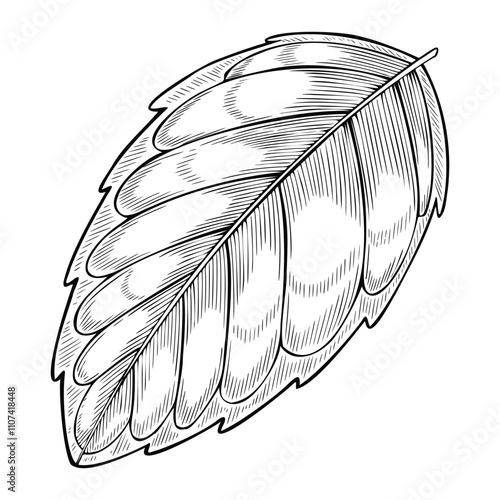 Black and white line art of a Mint Leaf. Vector outline drawing of medical plant for herbal medicine or aromatherapy. Monochrome engraving of herb in vintage style for cookery book or recipe.