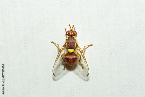 Selective focus on a Peach Fruit Fly, Bactrocera Zonata photo