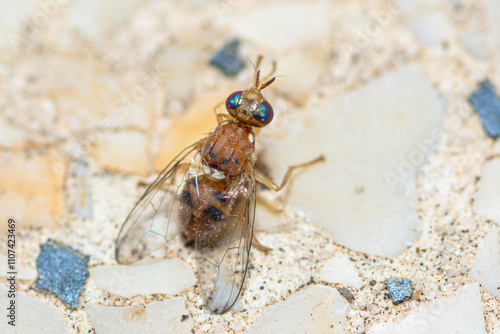 Selective focus on an Olive fruit fly, Bactrocera Oleae photo