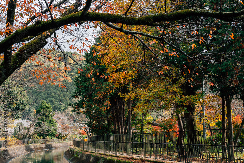 Yamashina Canal autumn forest road in Kyoto, Japan
