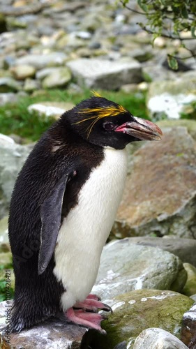 Extreme close up 4K movie of a macaroni penguin in an enclosure at Folly Farm Zoo, Kilgetty, Pembrokeshire, Wales. This breed has a gold crest on its head. Cleared for commercial and creative use. photo