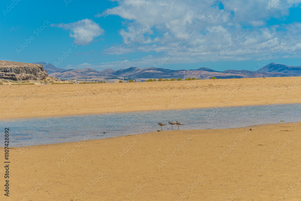 A breathtaking view of Playa de Sotavento de Jandía, Fuerteventura, Canary Islands, Spain. The photo captures the vast expanse of turquoise water, golden sand dunes, and the volcanic landscape A breathtaking view of Playa de Sotavento de Jandía, Fuerteventura, Canary Islands, Spain. The photo captures the vast expanse of turquoise water, golden sand dunes, and the volcanic landscape