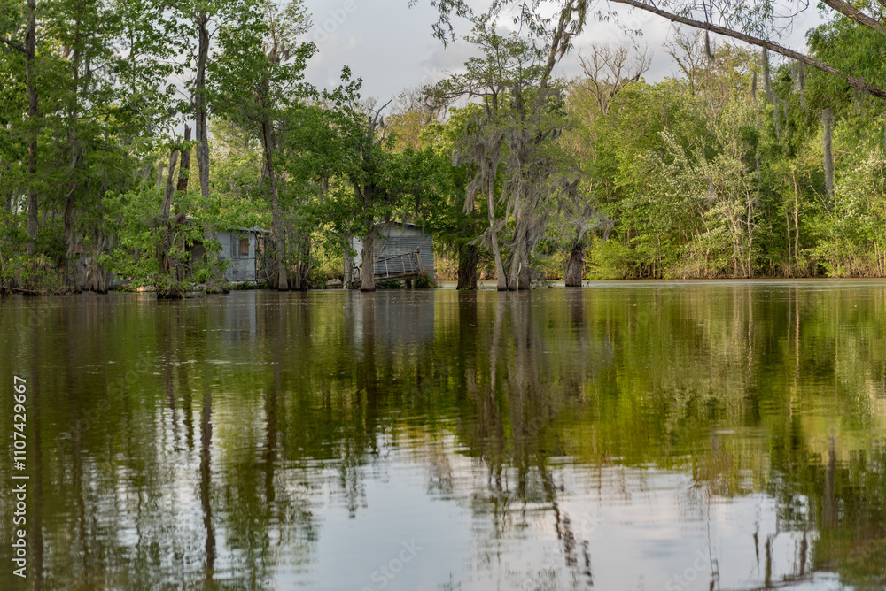 Honey Island Swamp Tour With Water and Tree in New Orleans, Louisiana Honey Island Swamp Tour With Water and Tree in New Orleans, Louisiana