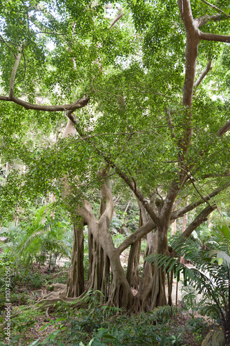 Tree in Welchman Hall Gully, Barbados