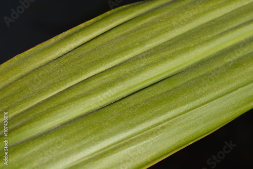 Gymea lily leaf detail photo