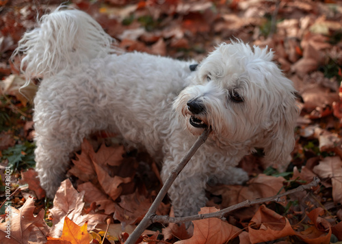 A dog in the park chewing on a twig on the ground blanketed in fallen leaves