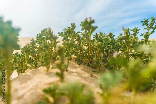 Wallpaper Mural A resilient plant growing in the golden sands of Fuerteventura, Spain. The sparse vegetation and expansive desert dunes create a tranquil scene, with the arid environment and distant hills Torontodigital.ca