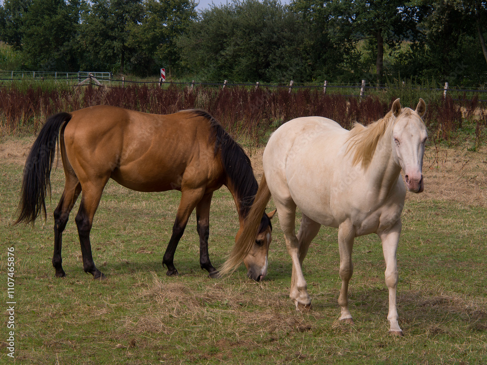 Obraz premium Meppen und die Ems