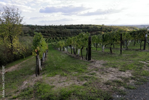 Weinbau Landschaft, Weinreben im Weinviertel, Niederösterreich, Wolkersdorf im Herbst