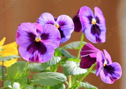 close-up of pansy flowers in the garden