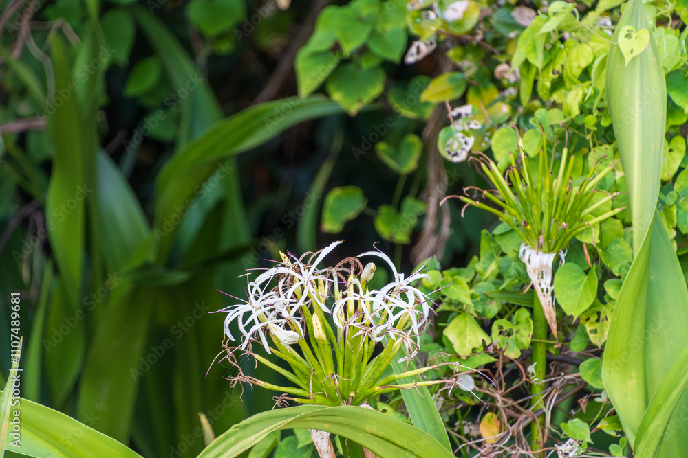 Obraz premium 緑の中に咲く白い花の美しさ