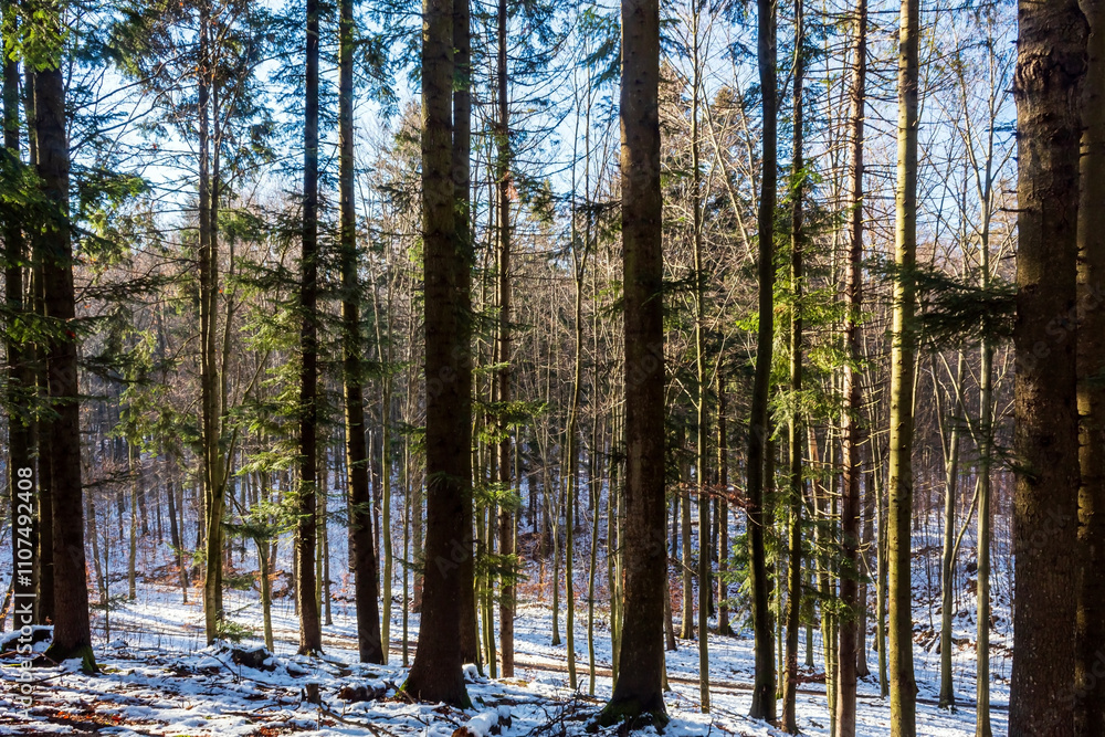 Landscapes - Forest - Europe, Romania, Suceava region Landscapes - Forest - Europe, Romania, Suceava region