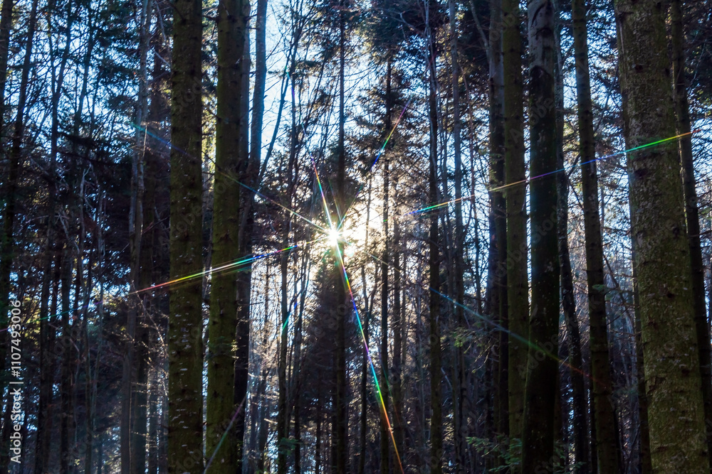 Obraz premium Landscapes - Forest - Europe, Romania, Suceava region
