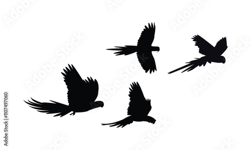 Flying Macaw Bird Silhouette Design  And Vector Illustration. 